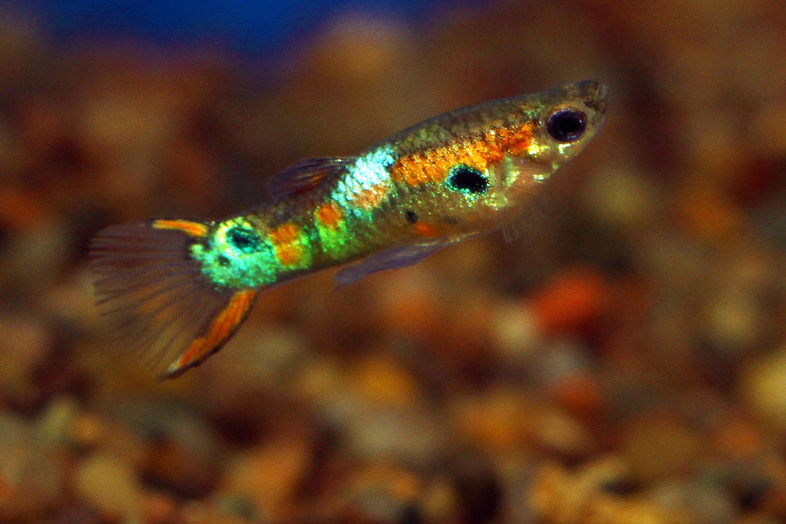 Pictures Of Endler S Livebearers Tropical Fish Keeping Aquarium